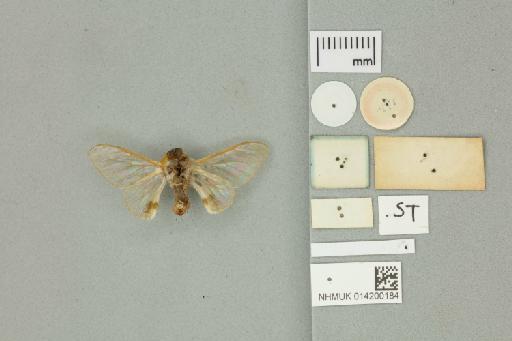 Prismoptera aminula Druce, 1890 - 014200184 Prismoptera aminula Druce, 1890 _Syntype _Ventral_with_labels