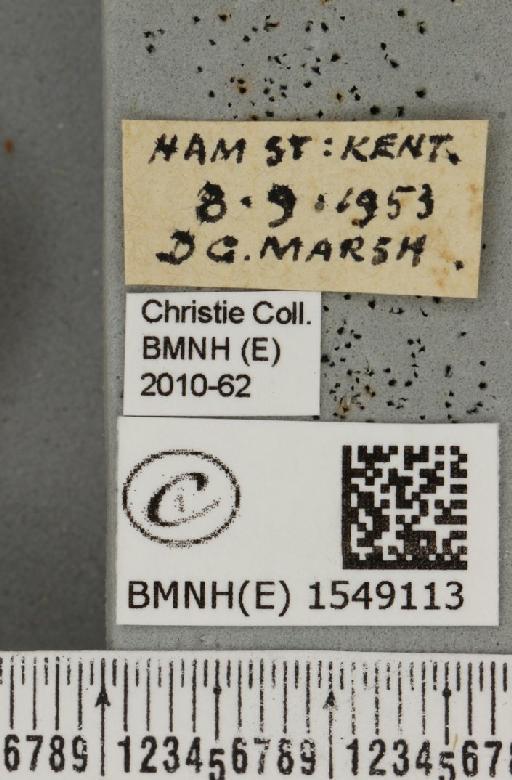 Cymatophorina diluta hartwiegi (Reisser, 1927) - BMNHE_1549113_label_238021