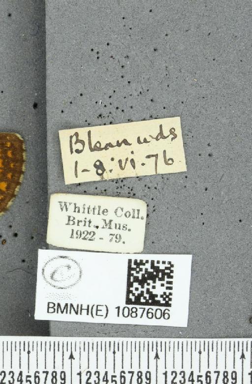 Melitaea athalia (Rottemburg, 1775) - BMNHE_1087606_label_58032