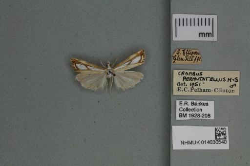 Catoptria permutatellus (Herrich-Schäffer, 1848) - 014030540_136823_1082908