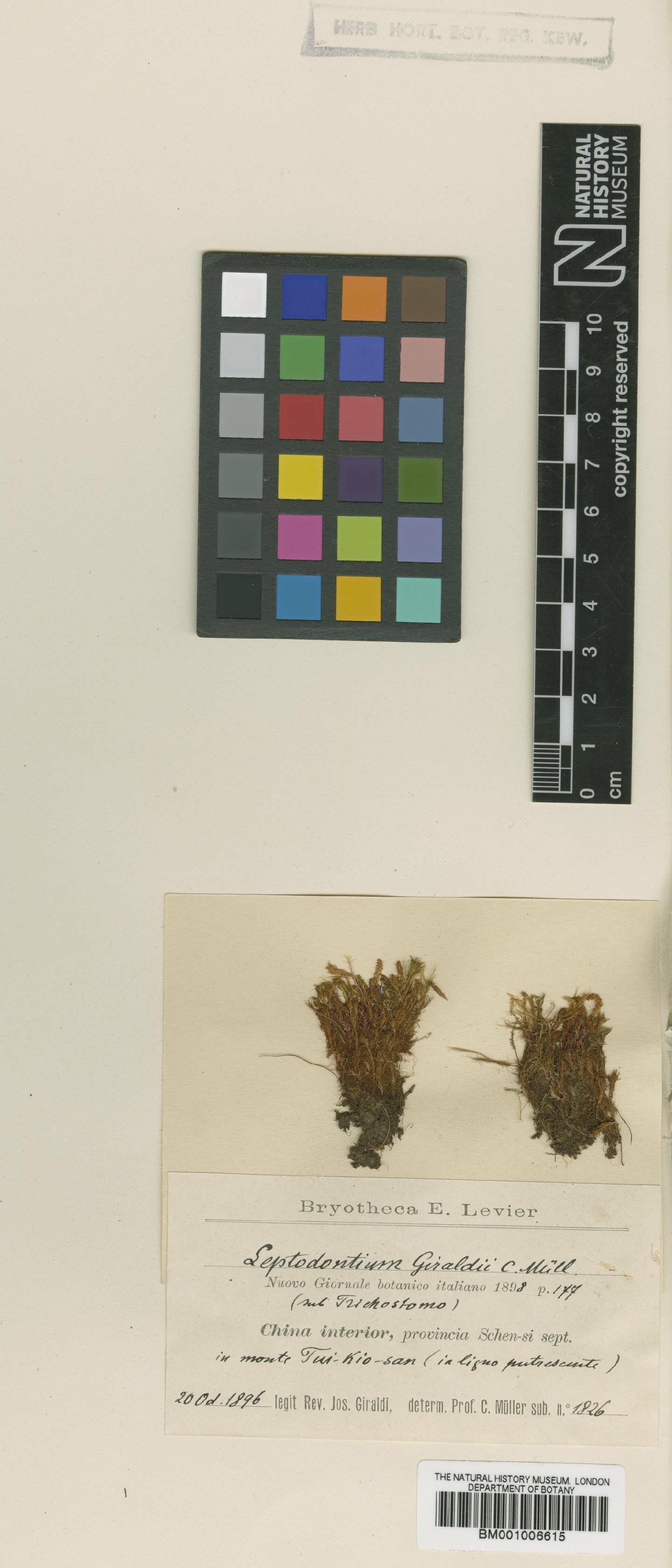 To NHMUK collection (Bryoerythrophyllum rubrum (Jur. ex Geh.) P.C.Chen; Type; NHMUK:ecatalogue:623008)