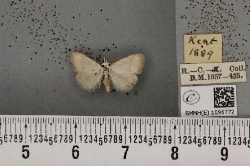 Nola aerugula ab. alfkeni Warnecke, 1938 - BMNHE_1696772_293095