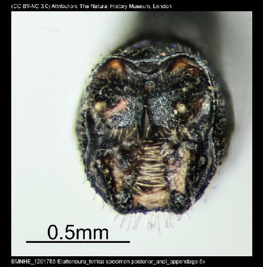 Elattoneura tetrica (Laidlaw, 1917) - BMNHE_1201785-Elattoneura_tetrica-specimen-posterior_anal_appendage-5x