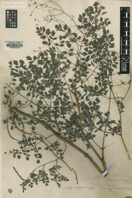 Thalictrum minus subsp. majus (Crantz) Rouy & Fauc. - BM000613887