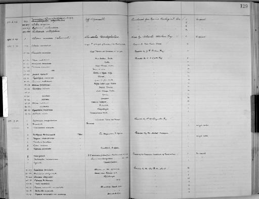 Bulimulus tenuissimus (Férussac, 1832) - Zoology Accessions Register: Mollusca: 1925 - 1937: page 129