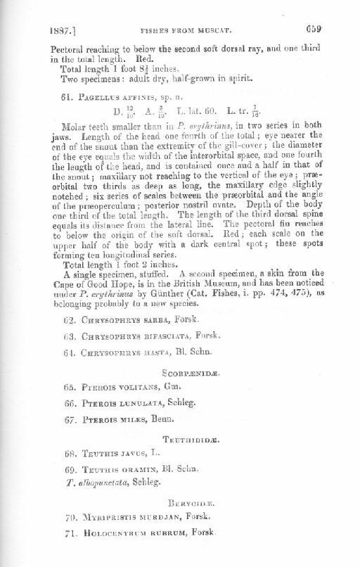 Pagellus affinis Boulenger, 1888 - Boulenger Description of Pagellus affinis