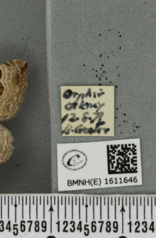 Xanthorhoe decoloraria decoloraria (Esper, 1806) - BMNHE_1611646_label_307853