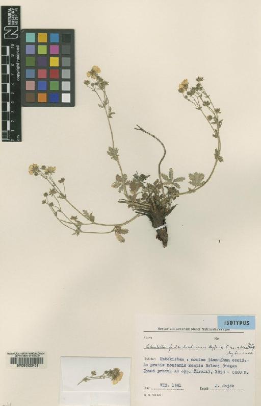 Potentilla fedtschenkoana Siegfr. ex Th.Wolf - BM000622401