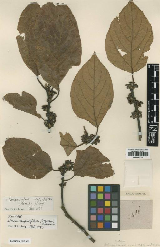 Litsea confertiflora (Meisn.) Kosterm. - BM000880733