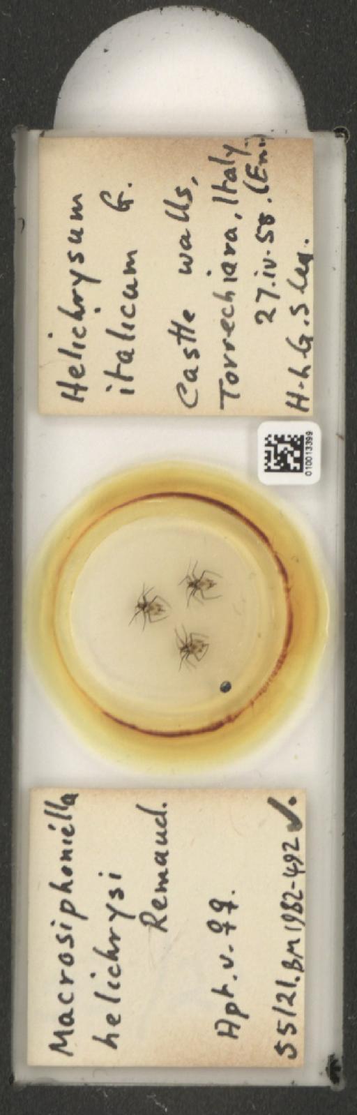 Macrosiphoniella helichrysi Remaudiere, 1952 - 010013399_112660_1094725
