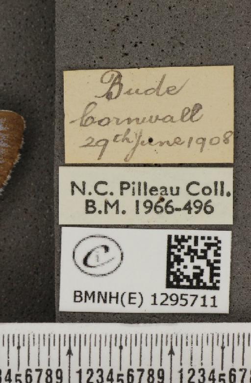 Maculinea arion eutyphron (Fruhstorfer, 1915) - BMNHE_1295711_label_133494