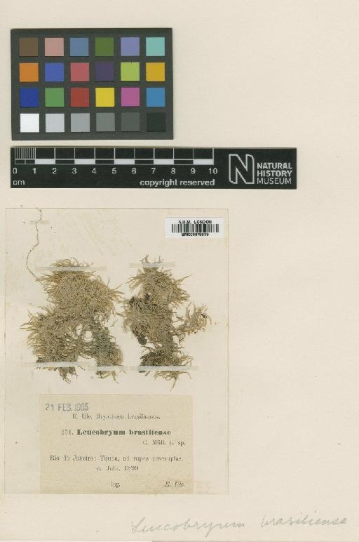 Leucobryum brasilense Müll.Hal. - BM000879839_a