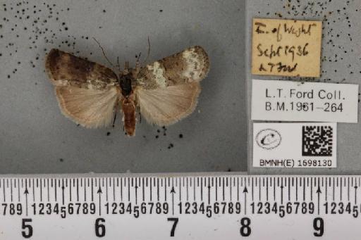 Nycteola revayana ab. fasciata Sheldon, 1919 - BMNHE_1698130_295143