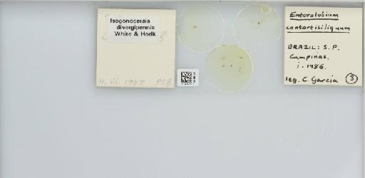 Isogonoceraia divergipennis White & Hodkinson, 1980 - 013482971_117198_1146273_157792_NonType_result