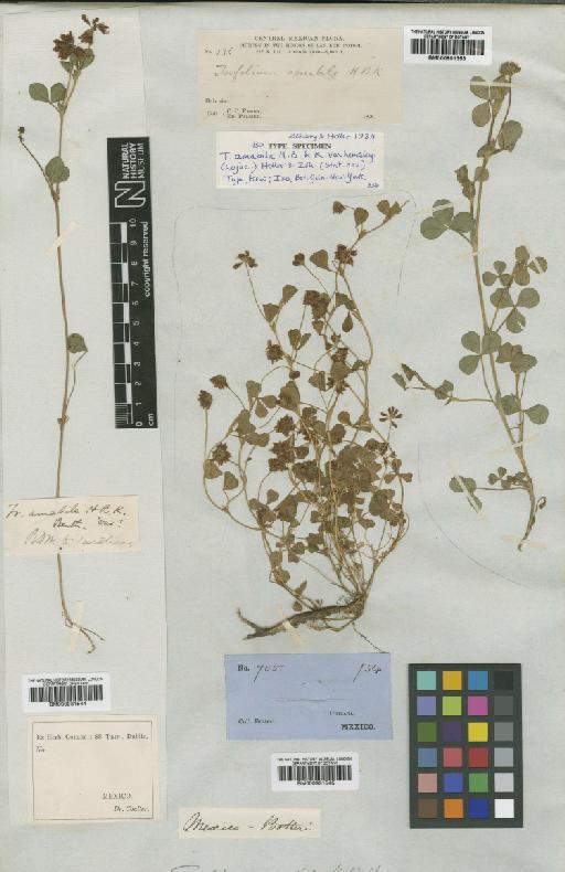 Trifolium amabile var. hemsleyi (Lojac) D.Heller & Zohary - BM000901353