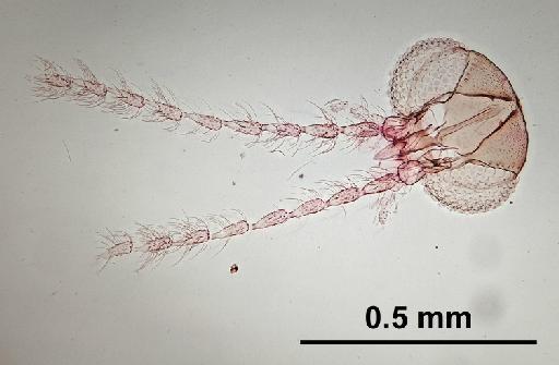 Trichomyia bulbosa Duckhouse, 1978 - Trichomyia_bulbosa-010210263-head-160_0x-scale