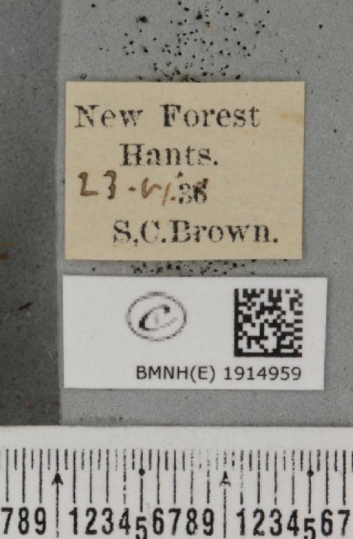 Ematurga atomaria (Linnaeus, 1758) - BMNHE_1914959_label_487370