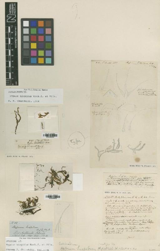 Echinodium hispidum (Hook.f. & Wilson) Reichardt - BM000986854_a