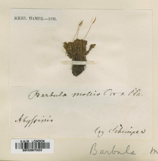 Syntrichia mollis (Bruch & Schimp. ex Müll.Hal.) R.H.Zander - BM000870520