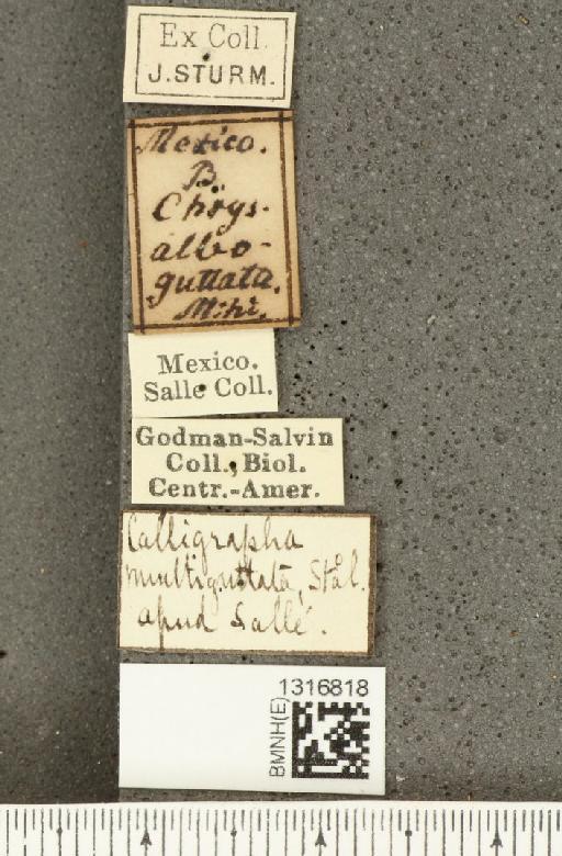 Calligrapha (Polyspila) multiguttata Stål, 1859 - BMNHE_1316818_label_15925