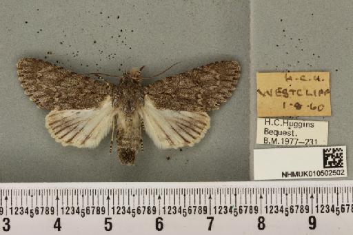 Acronicta aceris (Linnaeus, 1758) - NHMUK_010502502_560516