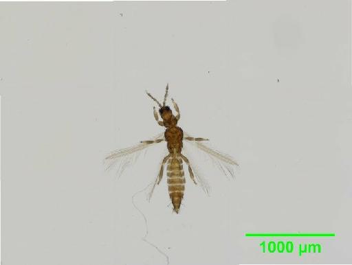 Thrips atratus Haliday, 1836 - 010153978__2015_12_08-Image Export-28