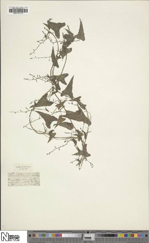 Dioscorea communis (L.) Caddick & Wilkin - BM001051578