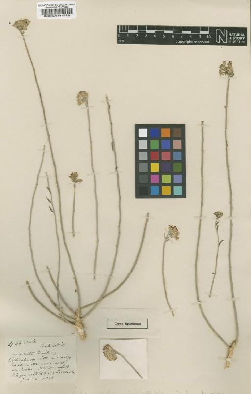 Silene glaucina Williams - BM000582618