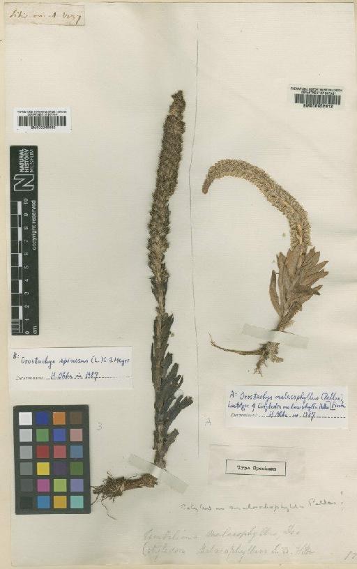 Orostachys malacophylla (Pall.) Fisch. - BM000946660