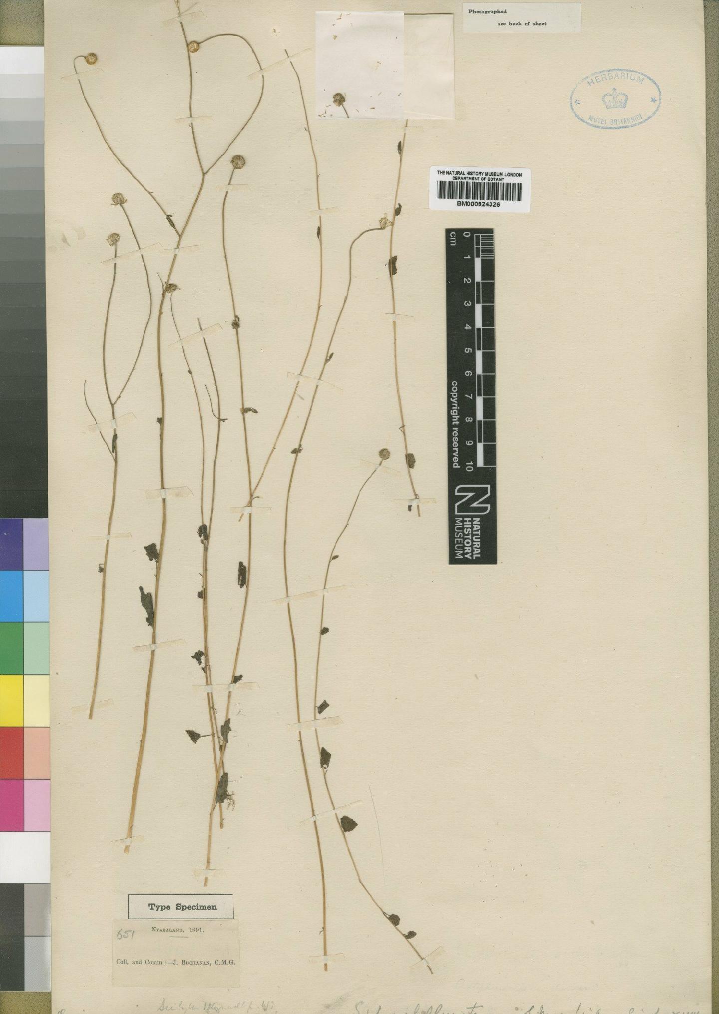 To NHMUK collection (Anisopappus tenerus (Moore) Brenan; Type; NHMUK:ecatalogue:4529354)