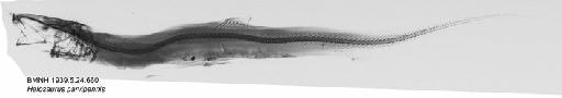 Halosaurus parvipennis Alcock, 1892 - BMNH 1939.5.24.660, Halosaurus parvipennis, Radiograph