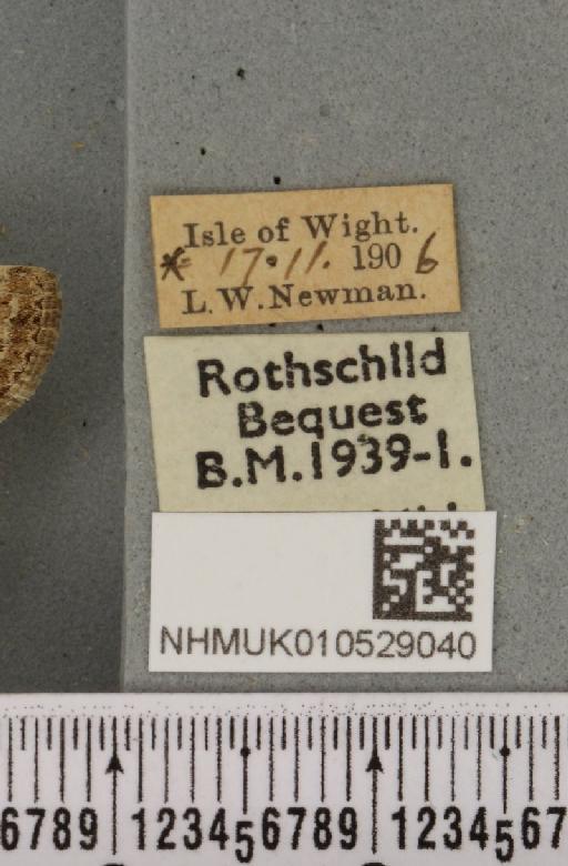 Spodoptera exigua ab. variegata Dannehl, 1929 - NHMUK_010529040_label_582978