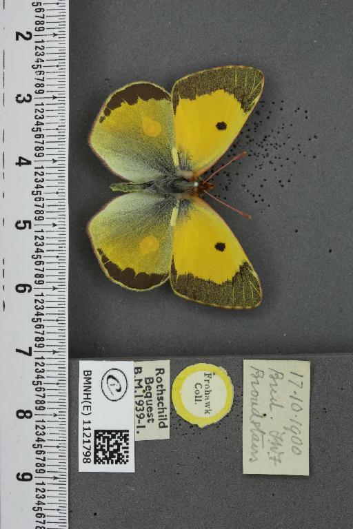 Colias croceus ab. cremonae Verity, 1911 - BMNHE_1121798_83306