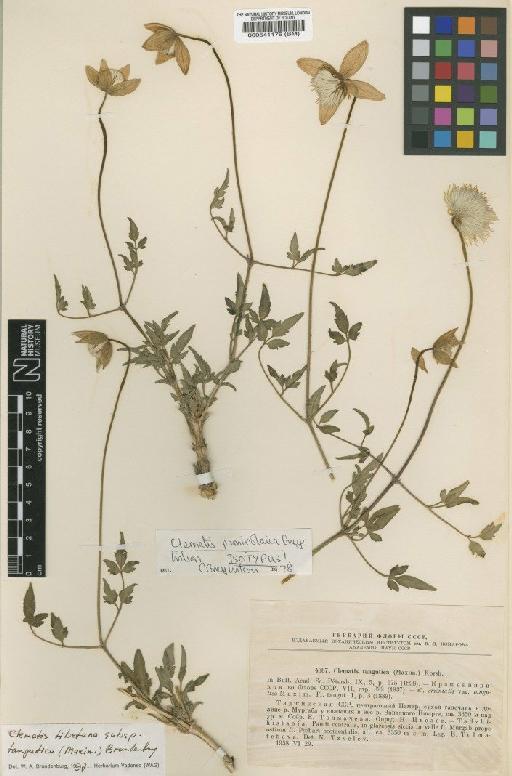 Clematis tibetana subsp. tangutica (Maxim.) W.A.Brandenburg - BM000541176