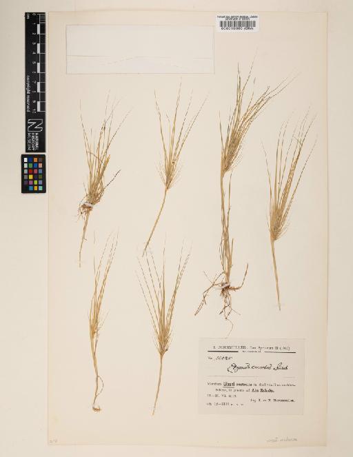 Elymus caput-medusae L. - 000013908