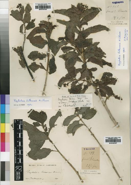 Psychotria volkensii Schum - BM000903588