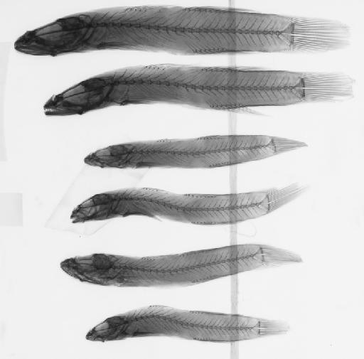 Ctenogobius bedfordi Regan, 1908 - BMNH 1907.12.30.42-46, SYNTYPES, Ctenogobius bedfordi