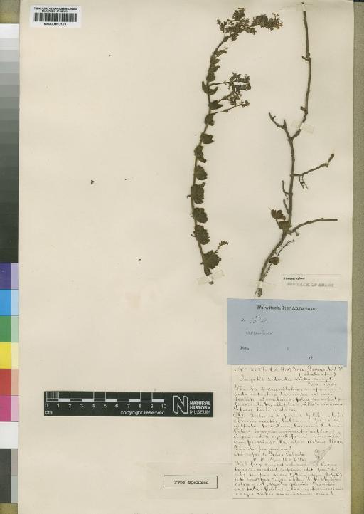 Aeollanthus sedoides Hiern - BM000910119