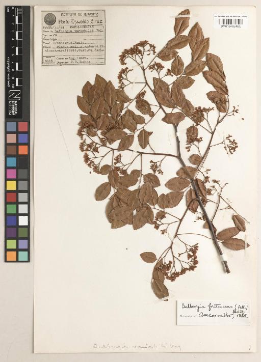Dalbergia frutescens (Vell.) Britton - BM013406465
