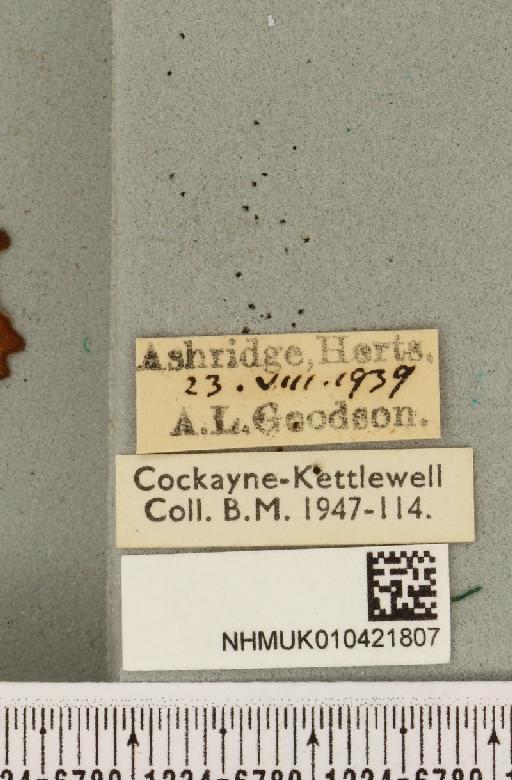 Scoliopteryx libatrix (Linnaeus, 1758) - NHMUK_010421807_label_534935