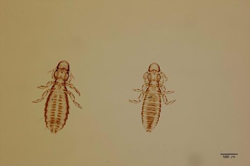 Cuclotogaster bicalcaratus Tendeiro, 1958 - 010674201_specimen