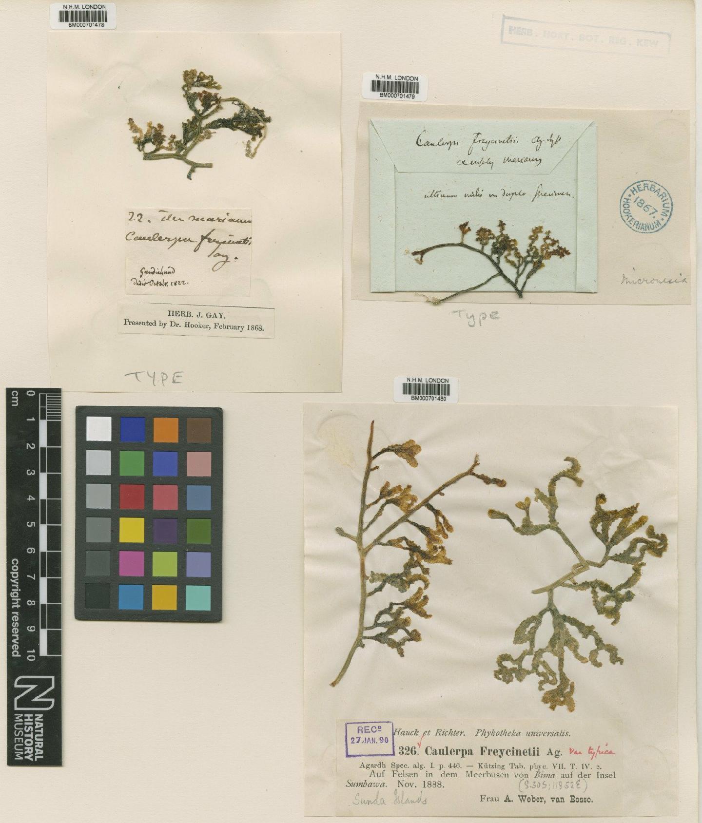 To NHMUK collection (Caulerpa serrulata (Forssk.) Agardh; TYPE; NHMUK:ecatalogue:688799)