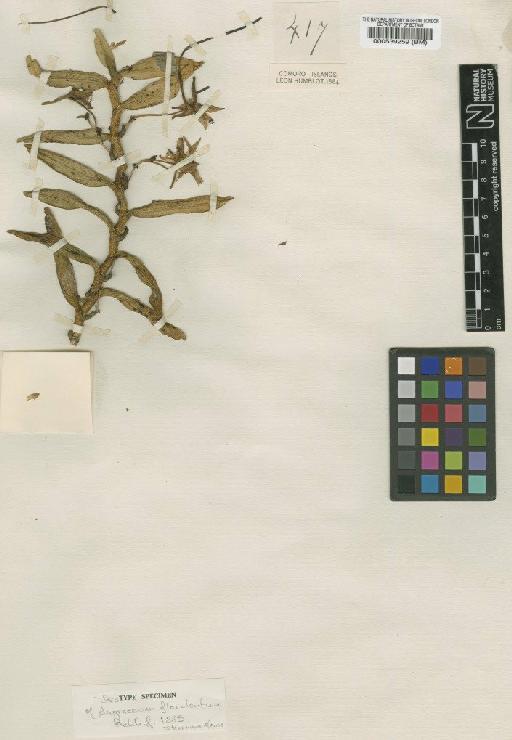 Angraecum florulentum Rchb.f. - BM000539259