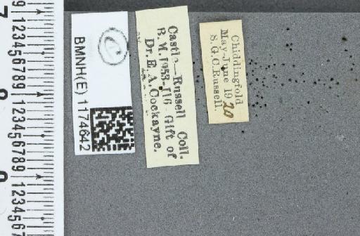 Boloria selene selene ab. berolinensis Reuss, 1916 - BMNHE_1174642_label_30190