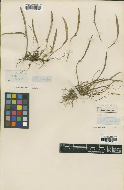 Pleurothallis scabripes Lindl. - BM000082586