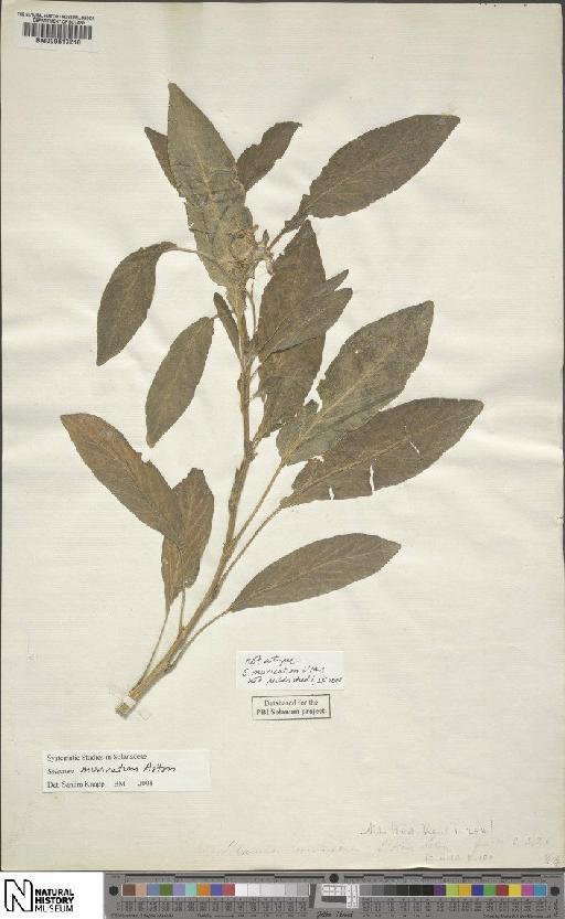 Solanum muricatum Aiton - BM000617210