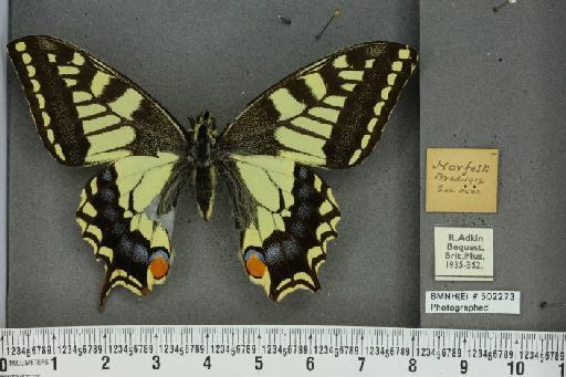 Papilio machaon britannicus Seitz, 1907 - BMNHE_502273_63952
