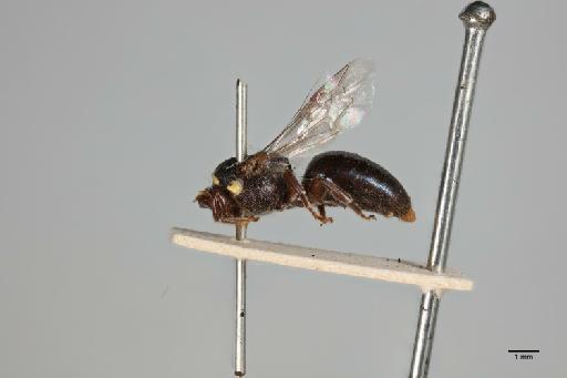 Hylaeus pachygnathus Cockerell, 1910 - 014024297_lateral