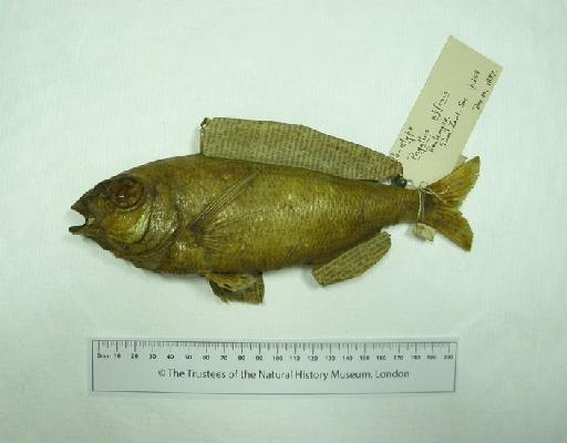 Pagellus affinis Boulenger, 1888 - 1851.10.26.26, Pagellus affinis