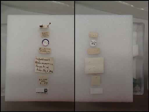 Oozetetes testaceicornis (Cameron, 1884) - Oozetetes testaceicornis (Cameron, 1884) 010198613 Hym Type5.991 labels